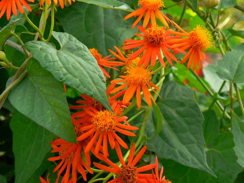 Senecio confusus (Mexican Flame Vine)